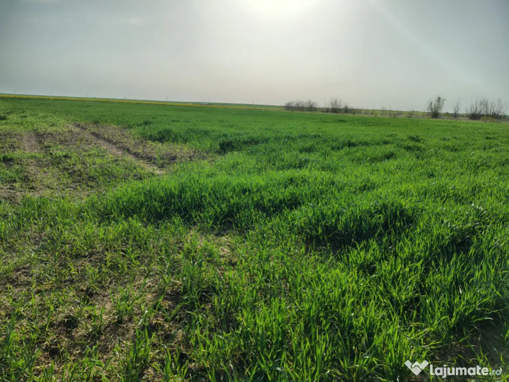 Teren investitie Cernica, Posta 