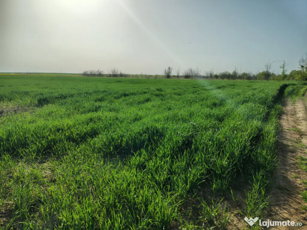 Teren investitie Cernica, Posta 