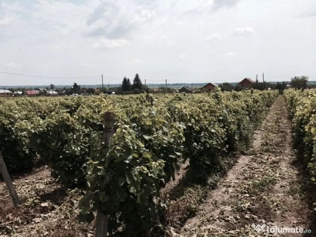 Teren de vanzre in Pitesti 53.000 mp + Conac Boieresc 