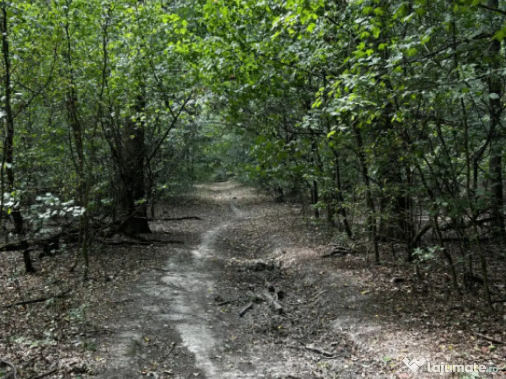 Raritate absolută: Teren 20.000 mp în inima Padurii Bănea 