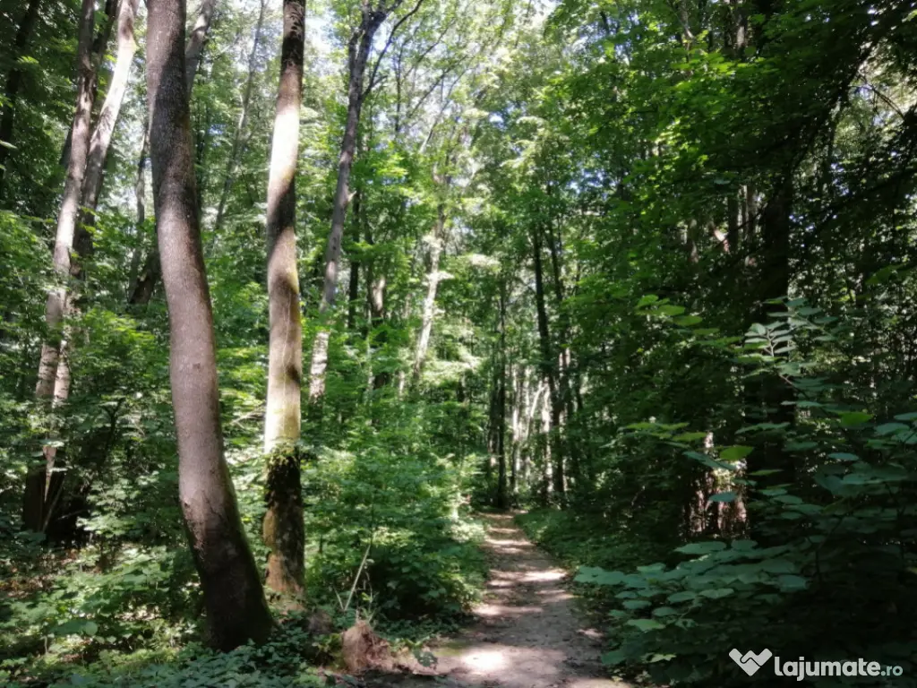 Raritate absolută: Teren 20.000 mp în inima Padurii Bănea 
