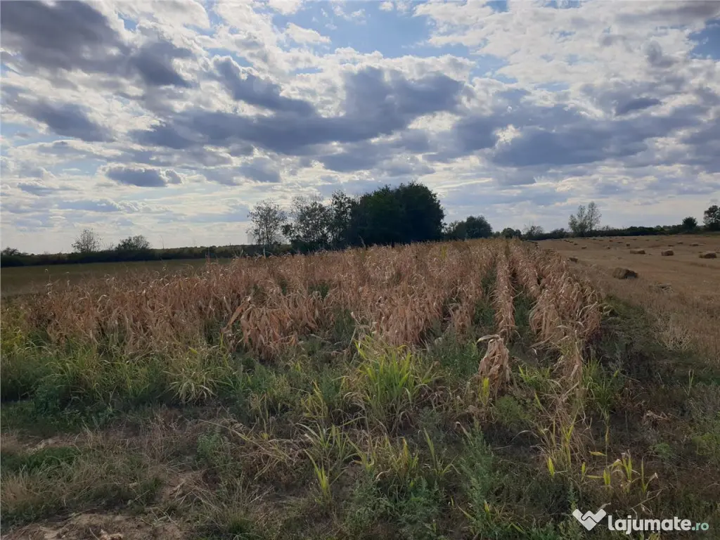 Teren extravilan in Santion 