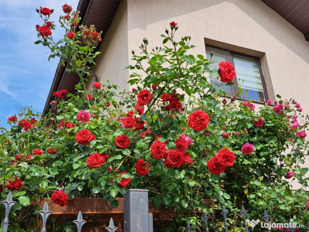 Vila superba Str Safirului la 2 min de Ghencea