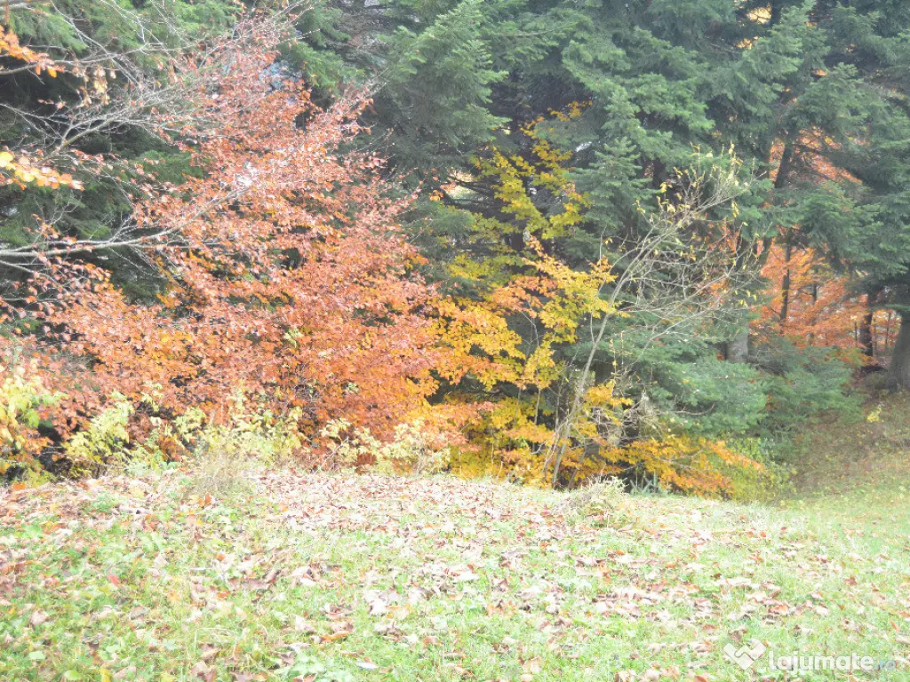 Busteni-Teren intravilan situat in Valea Alba in apropiere de partie 