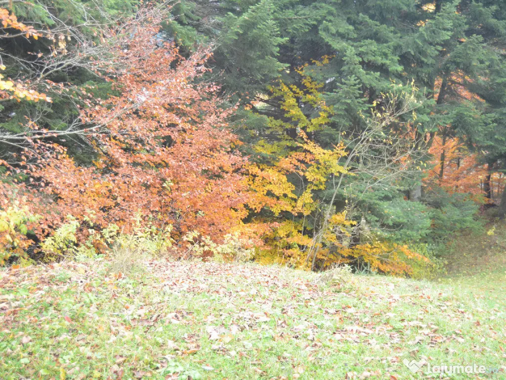Busteni-Teren intravilan situat in Valea Alba in apropiere de partie 