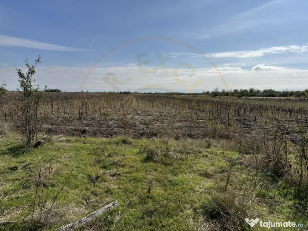 Teren 5216 mp la 2 pasi de autostrada A1 - com. Ratesti 