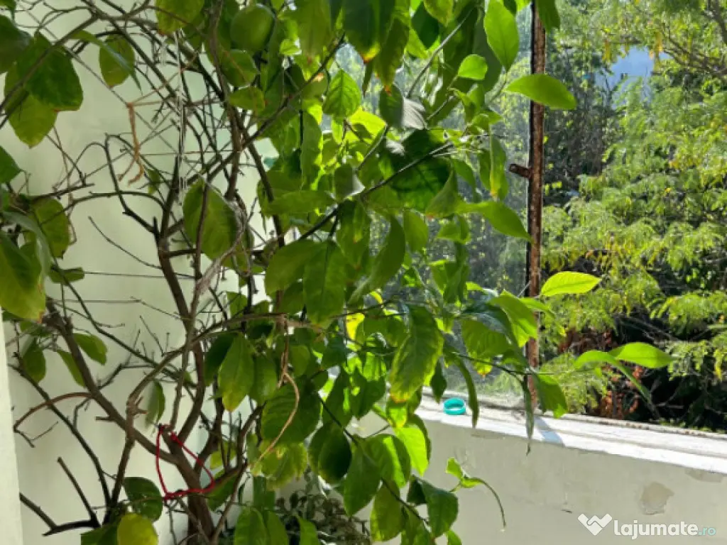 Apartament 3 camere, 67 mp, zona Simplon