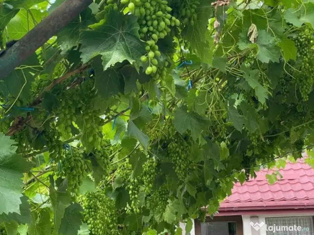 Casa si teren 1785mp ~ comuna Merei/BZ ~ renovata recent ~ SC 170mp ~ 