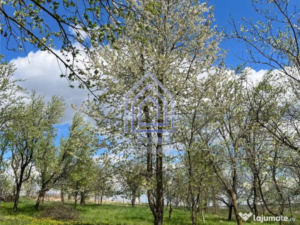 48 ari teren , cu casa batraneasca, Antoceni, Forasti, Sucea