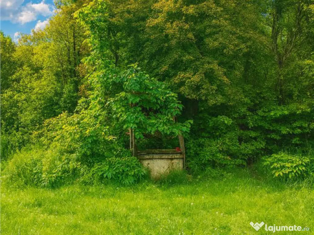 Domeniu verde autentic, 5.000mp, front la DJ, Valcele, Bra