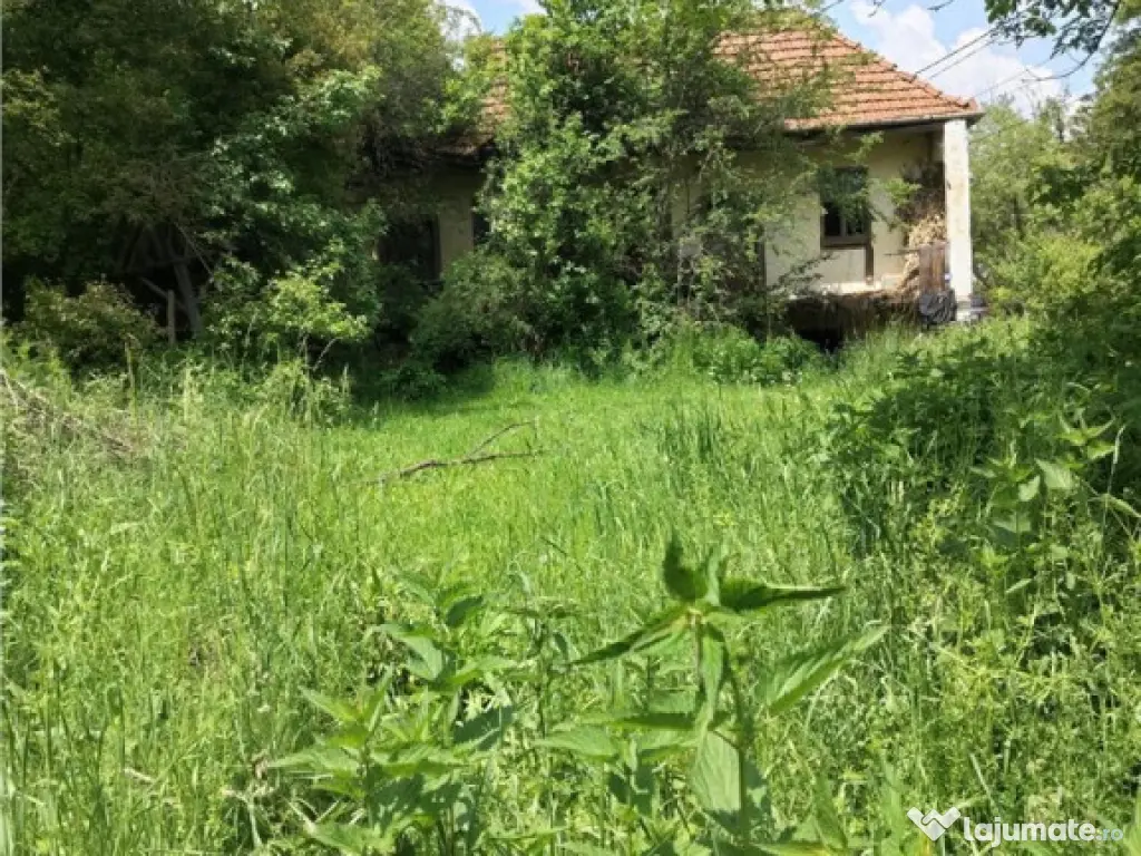 Domeniu verde autentic, 5.000mp, front la DJ, Valcele, Bra