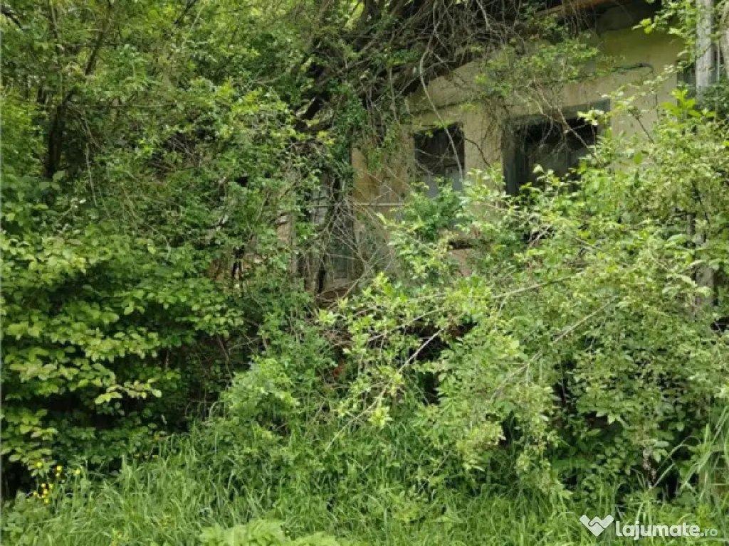 Domeniu verde autentic, 5.000mp, front la DJ, Valcele, Bra