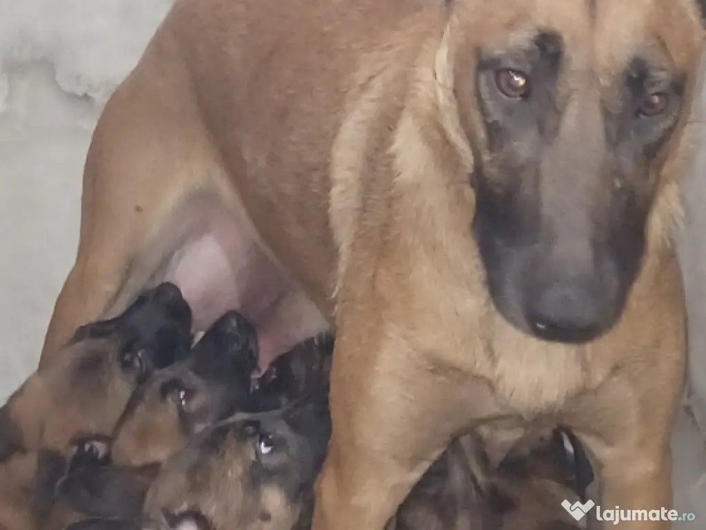 Căței Malinois belgian 