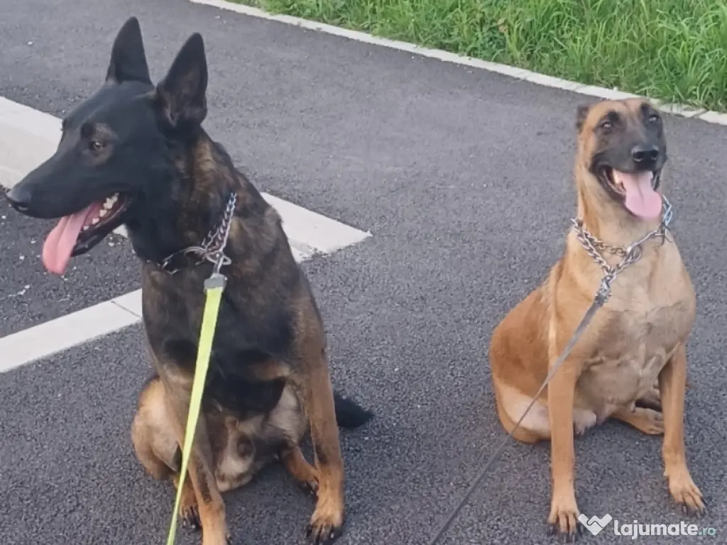 Căței Malinois belgian 