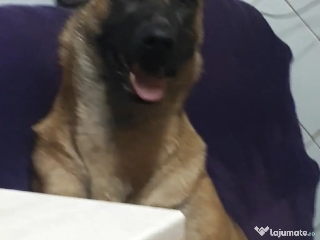 Căței Malinois belgian 