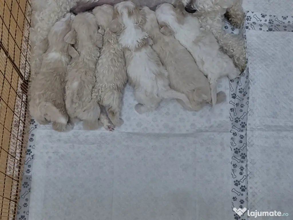 Disponibili 5 puiuti din rasa bichon frise. 