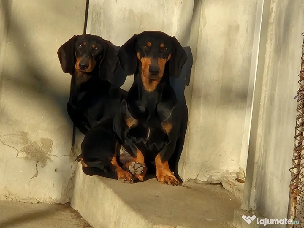 4 baietei rasa Teckel