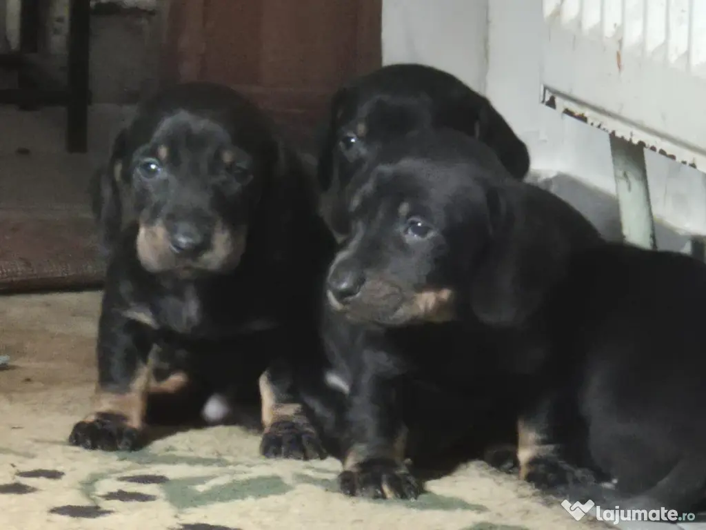 4 baietei rasa Teckel