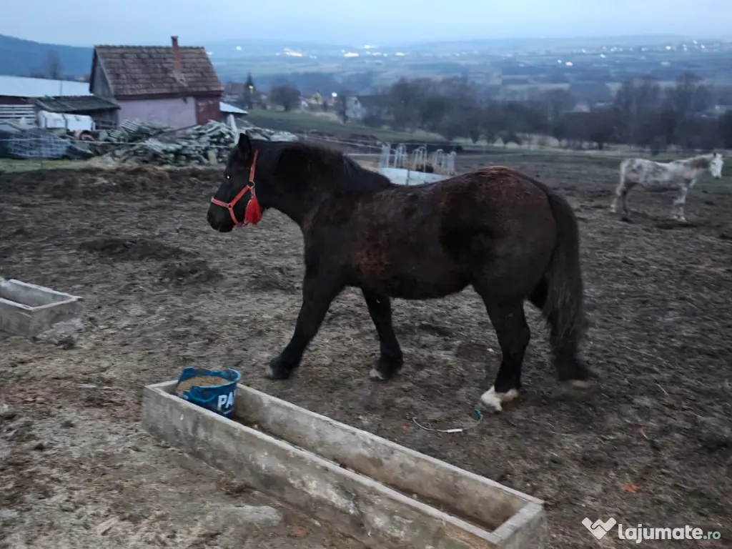 Vând mânză de 8 luni