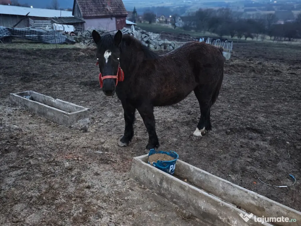 Vând mânză de 8 luni