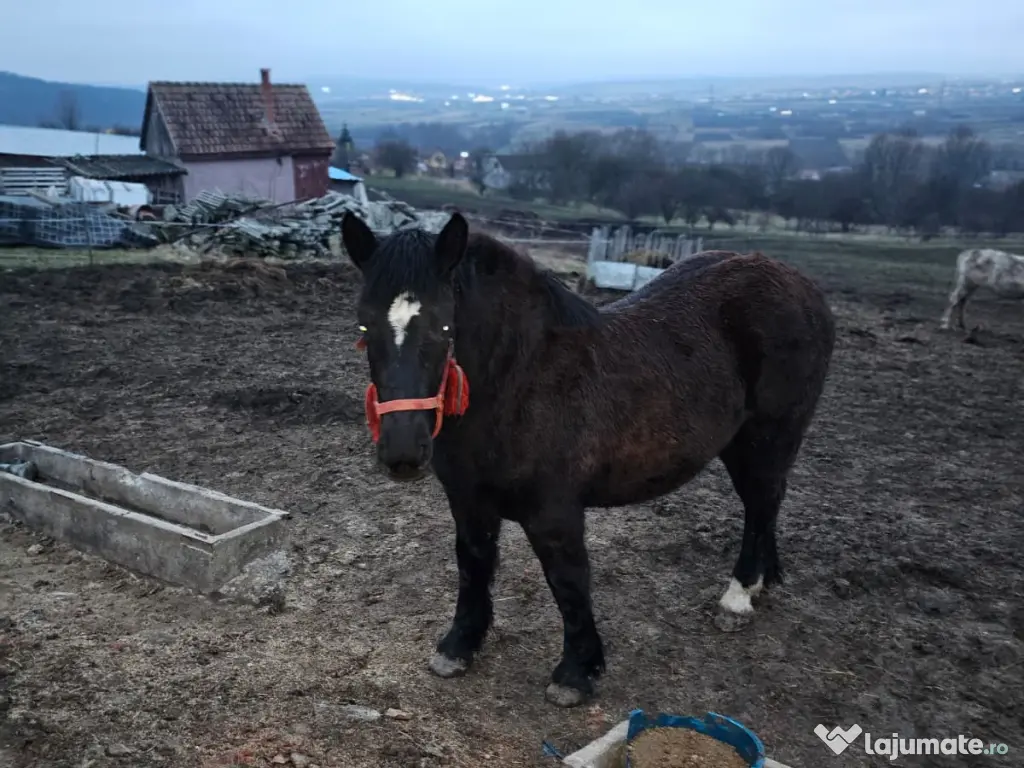 Vând mânză de 8 luni