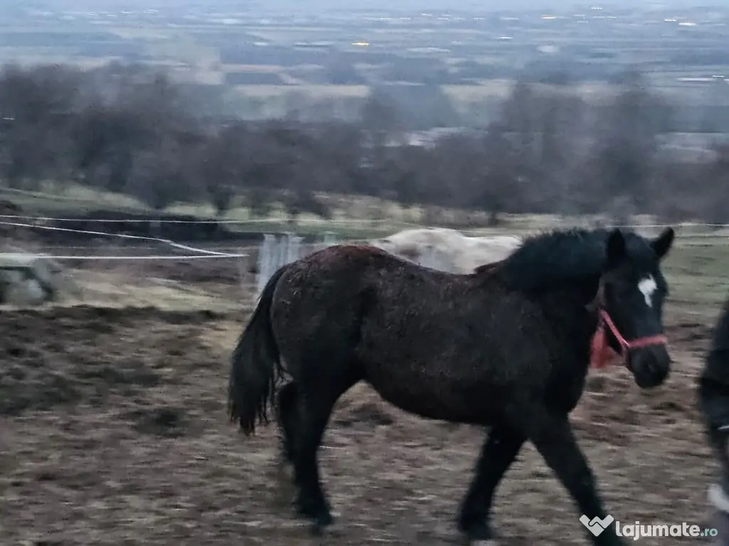 Vând mânză de 8 luni