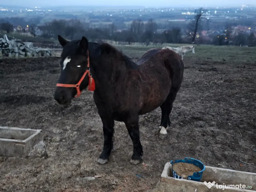 Vând mânză de 8 luni