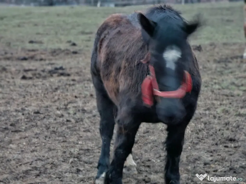 Vând mânză de 8 luni