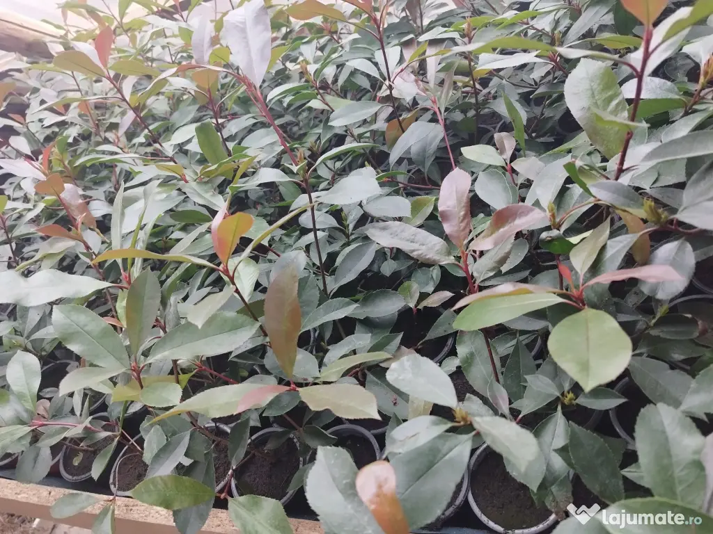 Photinia Red Robin(gard viu) 