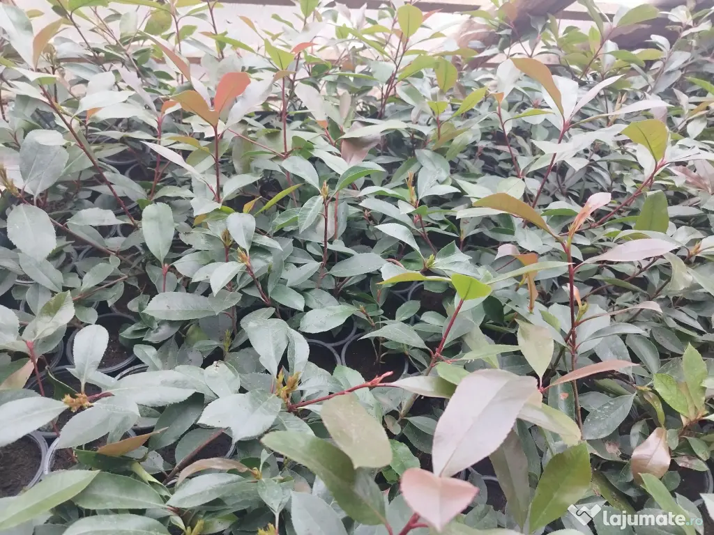 Photinia Red Robin(gard viu) 