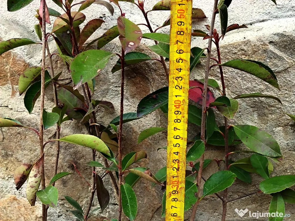 Photinia Red Robin(gard viu) 