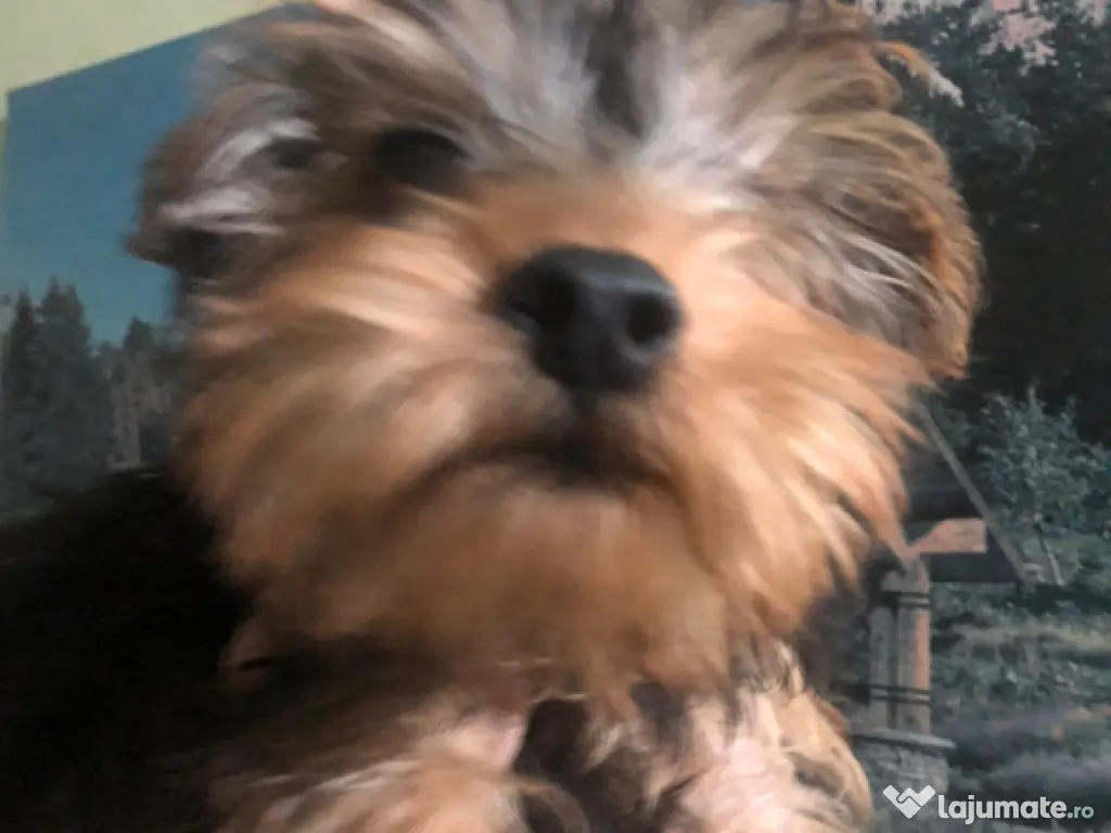 Yorkshire terrier 4 luni