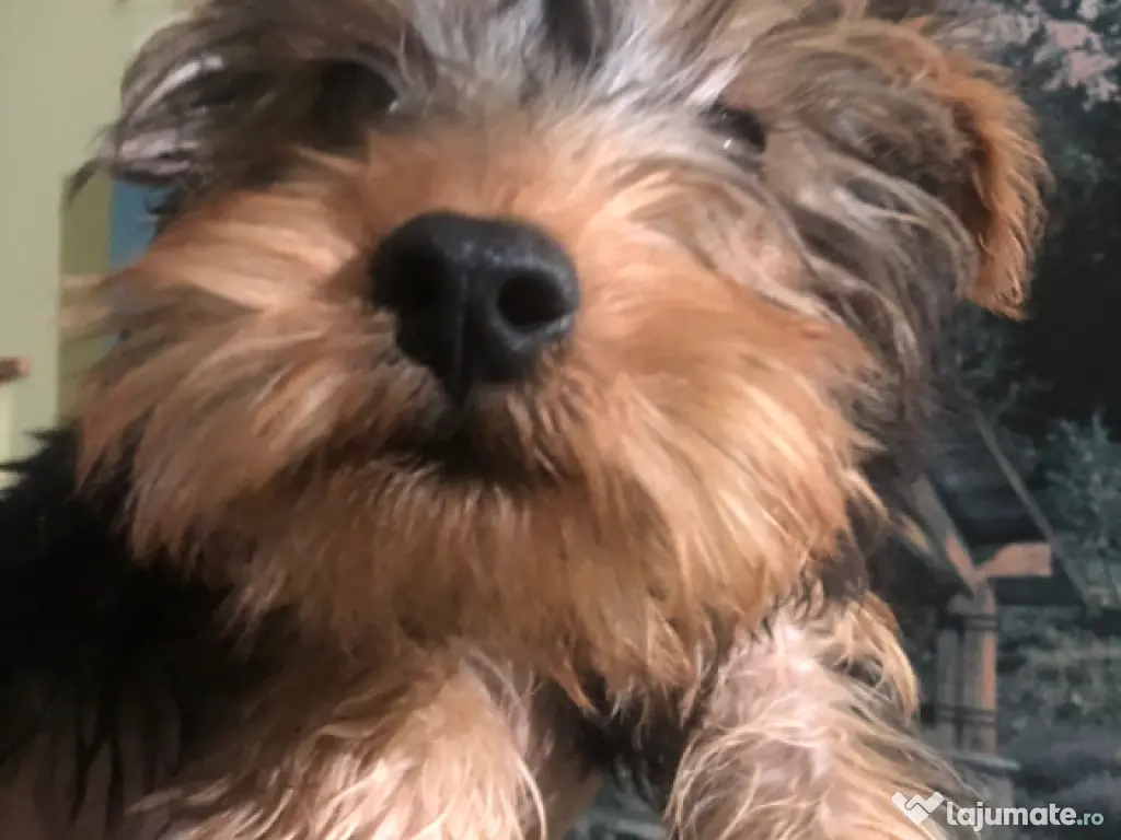 Yorkshire terrier 4 luni