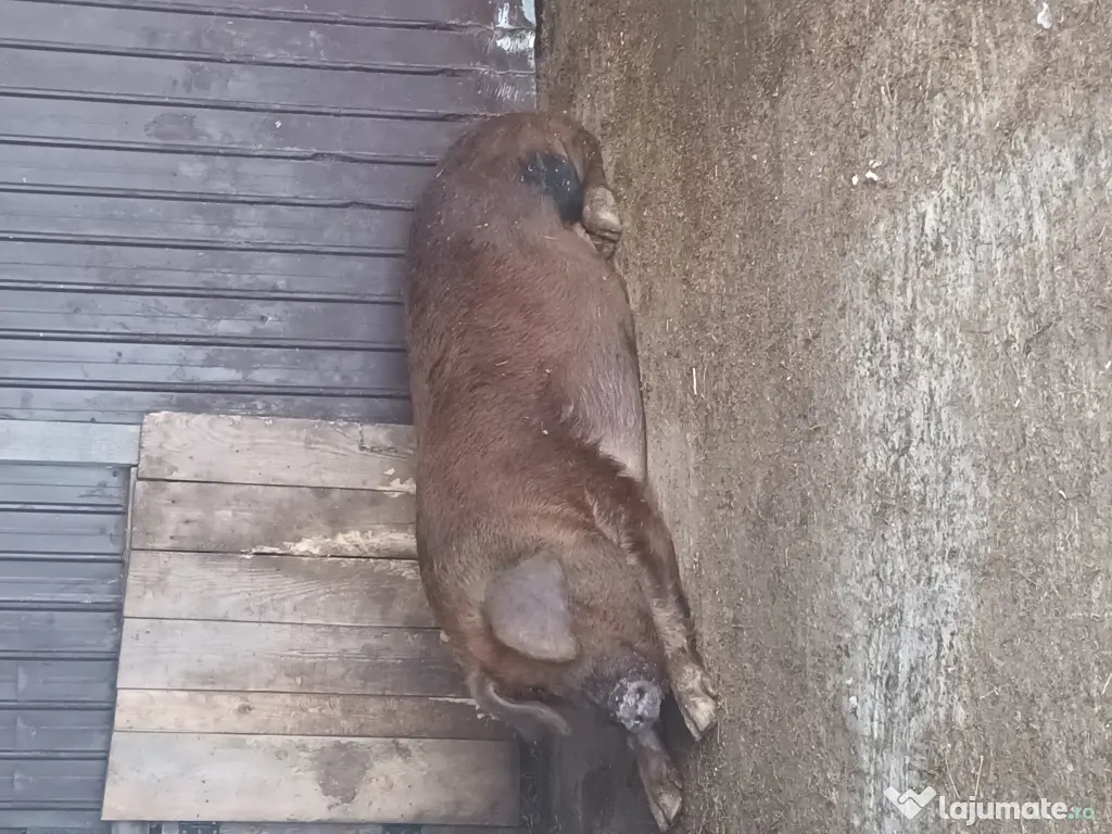 Porci și purcei de vanzare