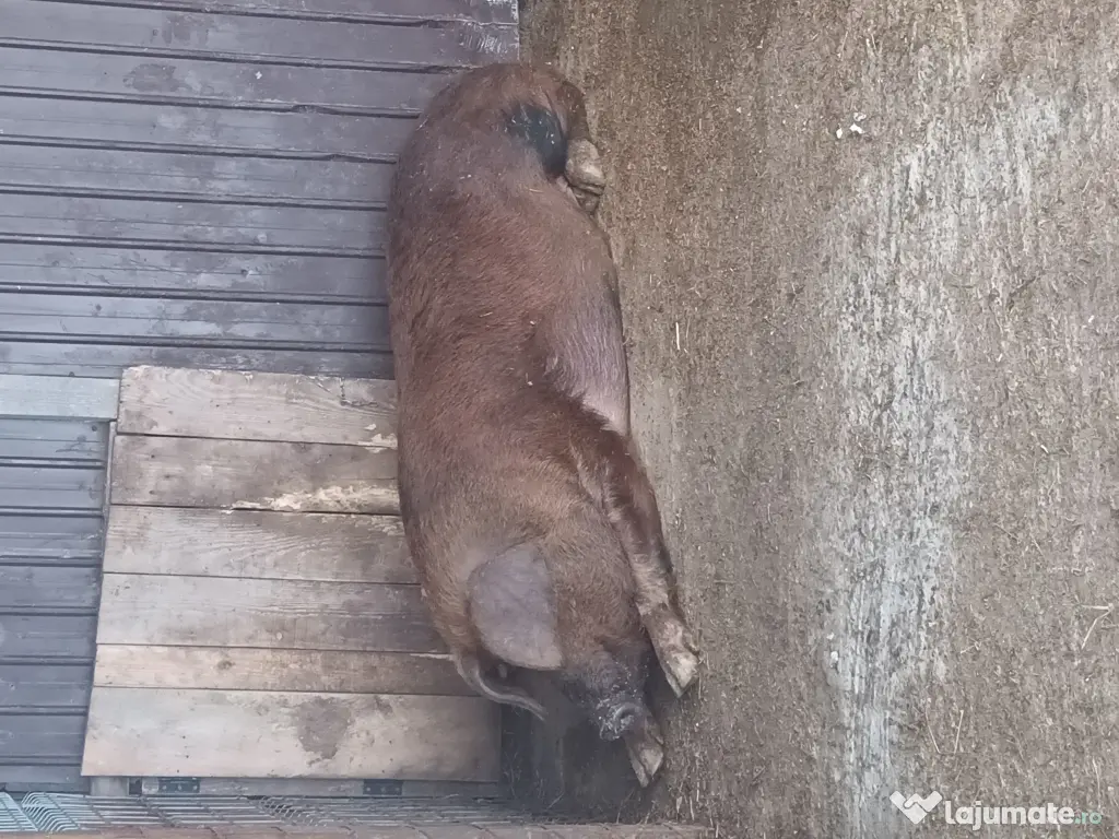 Porci și purcei de vanzare