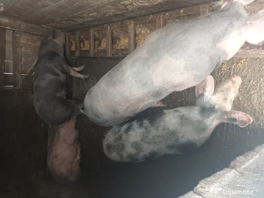 Porci și purcei de vanzare