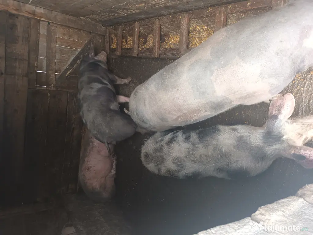Porci și purcei de vanzare