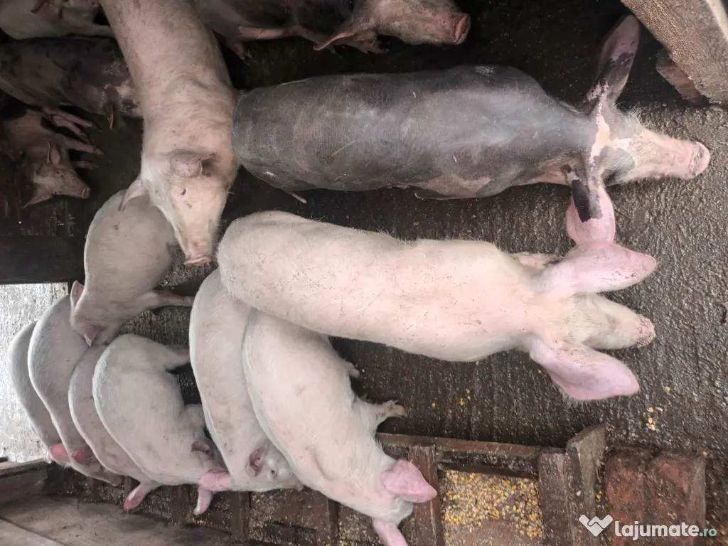 Porci și purcei de vanzare