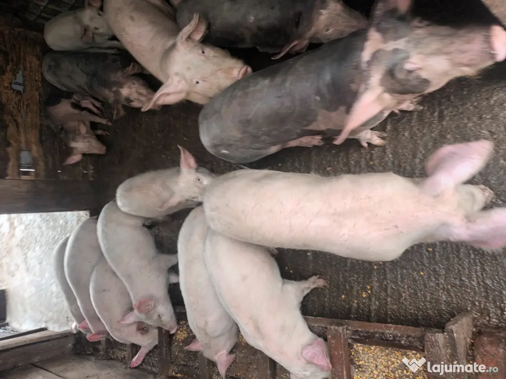 Porci și purcei de vanzare