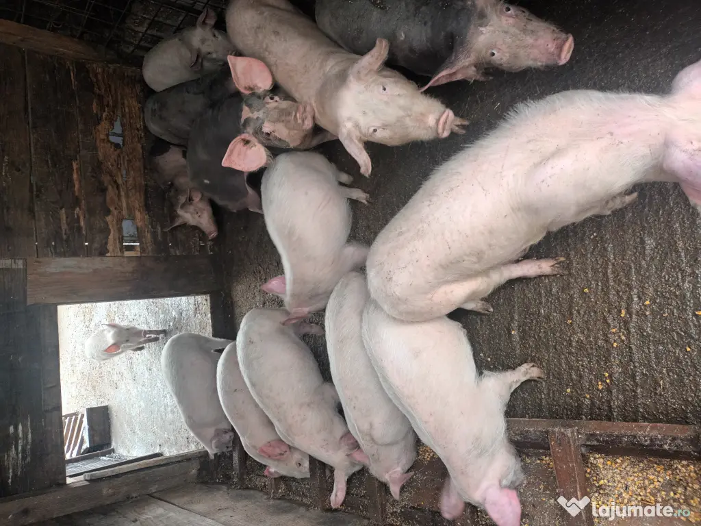 Porci și purcei de vanzare