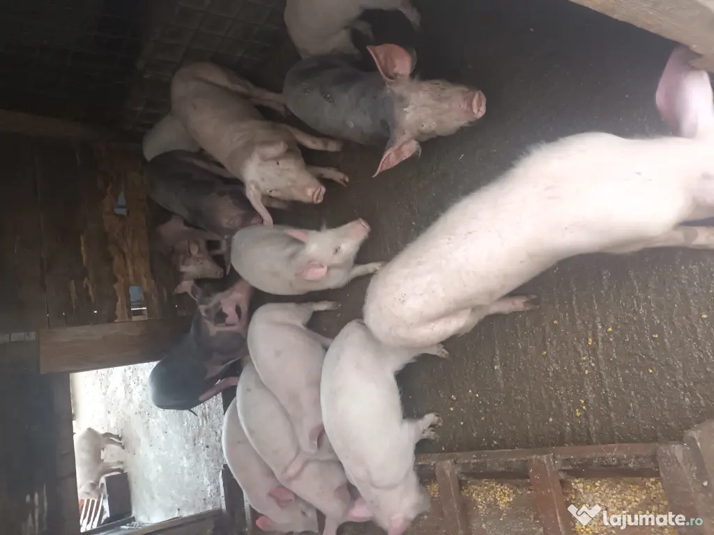 Porci și purcei de vanzare