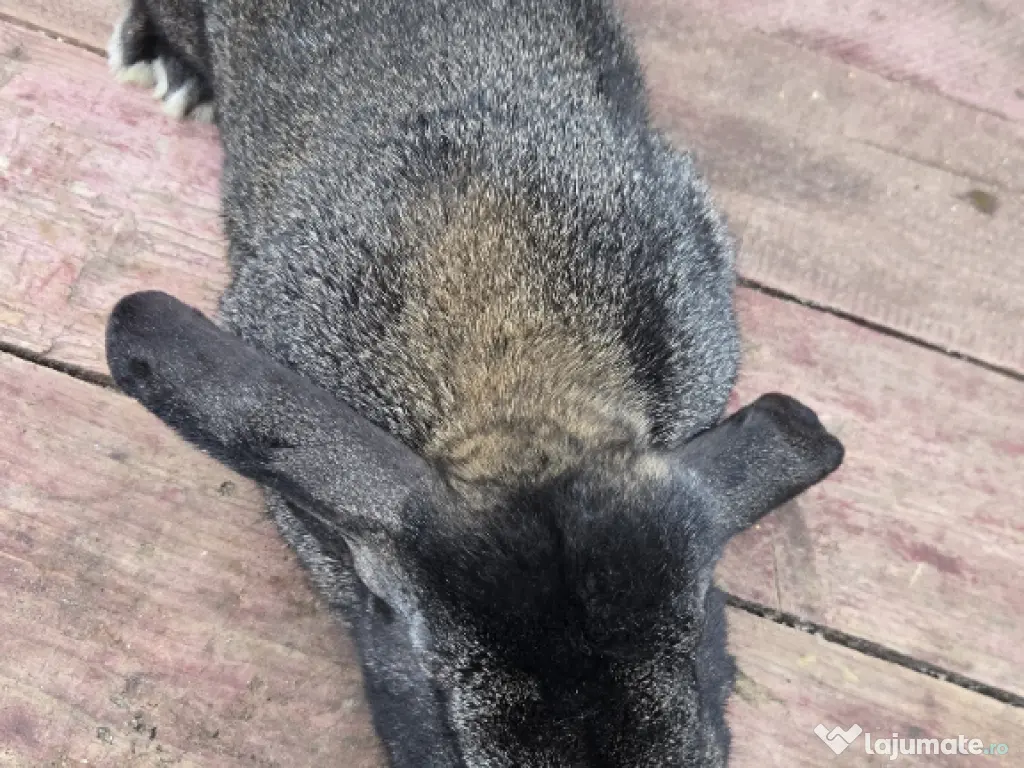 vand iepuroi belgian