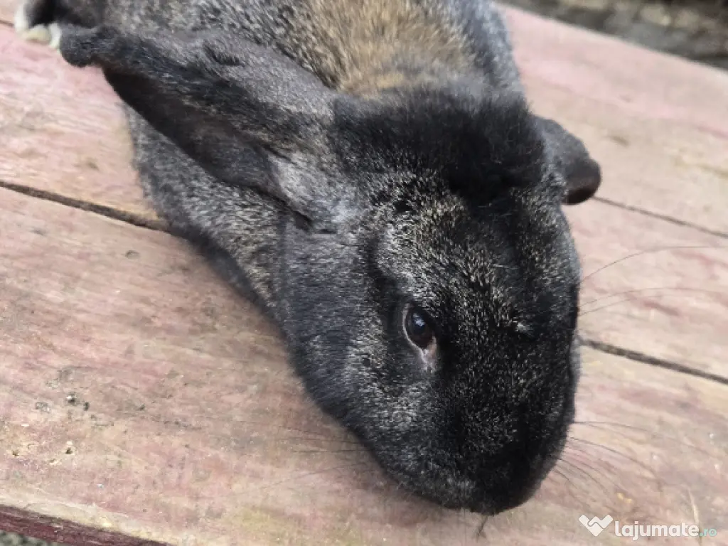 vand iepuroi belgian