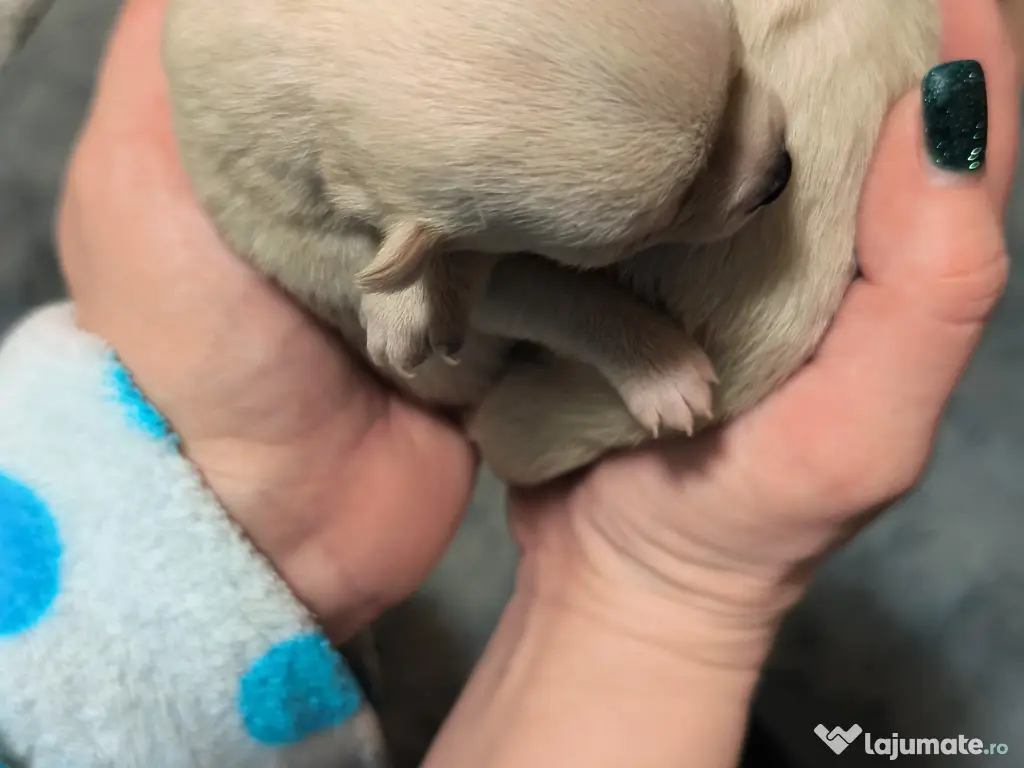 Vând cățel chihuahua