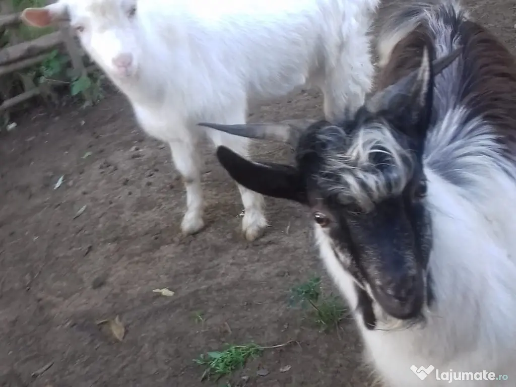 Țapi de vânzare - Vârstă: 8 luni - Greutate: 38 kg-380 lei bucata-Tel:0749688522 