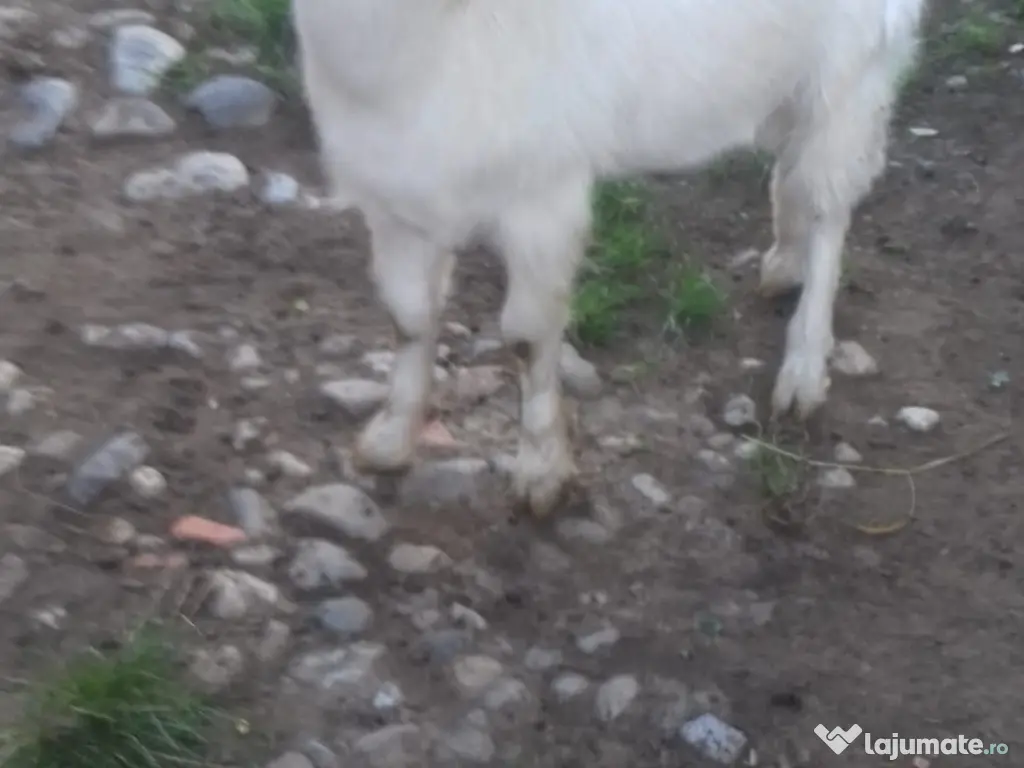 Țapi de vânzare - Vârstă: 8 luni - Greutate: 38 kg-380 lei bucata-Tel:0749688522 