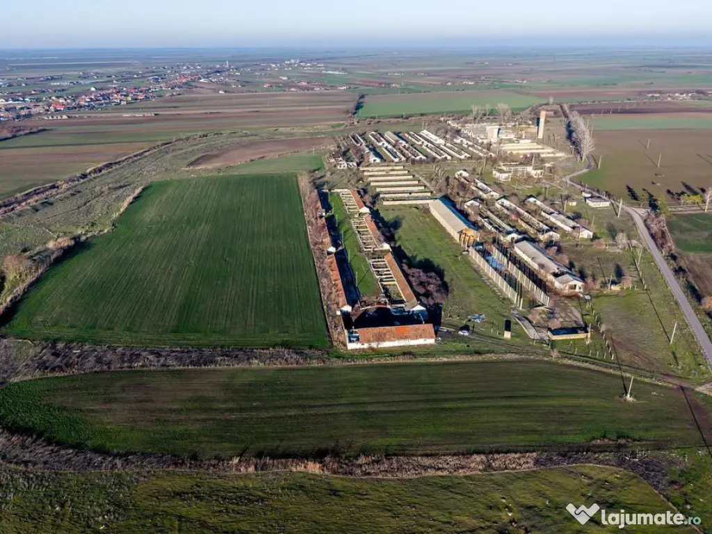 NĂDLAC | Teren 1.15 HA lângă Autostradă | 2.500mp Hale 