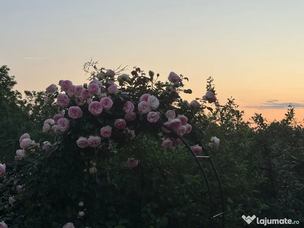 Vila premium PETRESTI, Corbeanca 