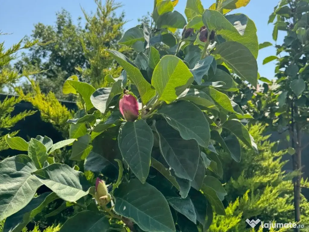 Vila premium PETRESTI, Corbeanca 