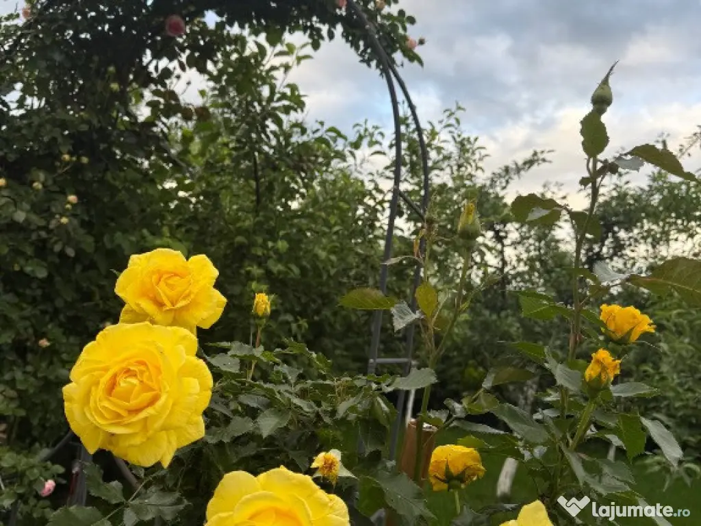 Vila premium PETRESTI, Corbeanca 